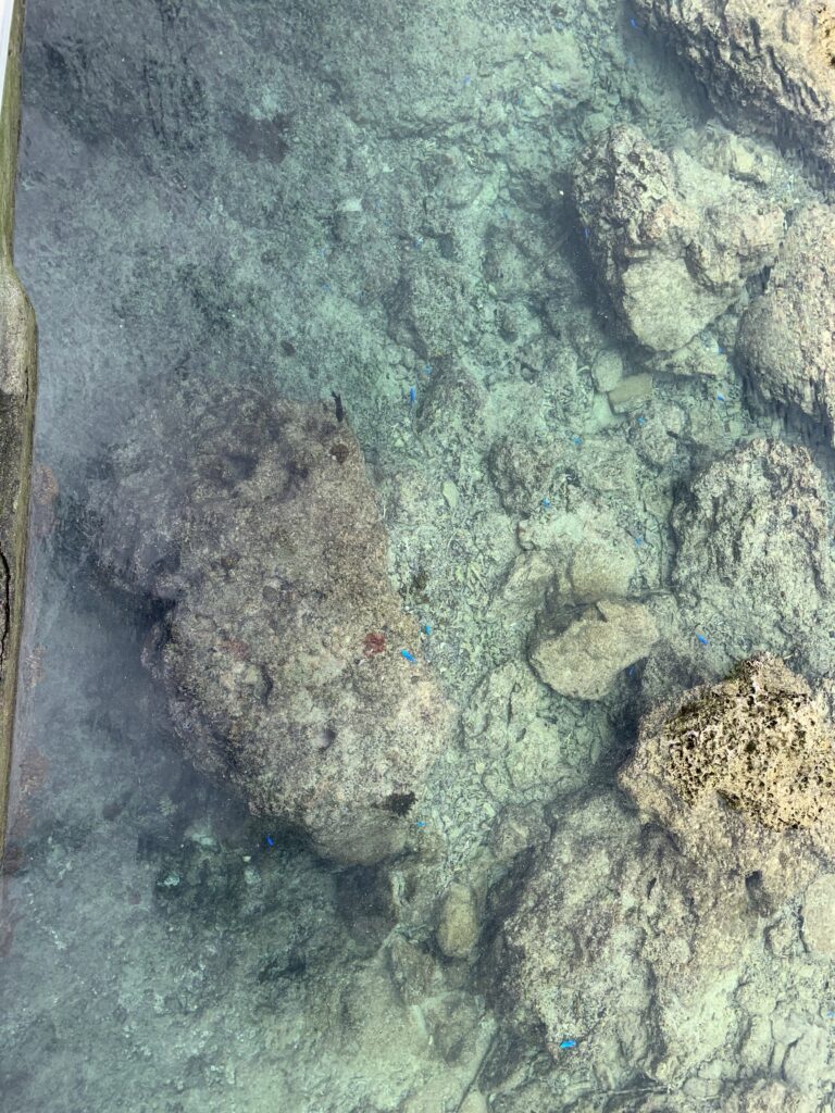 運が良かったらウミガメと出逢えるシギラビーチ