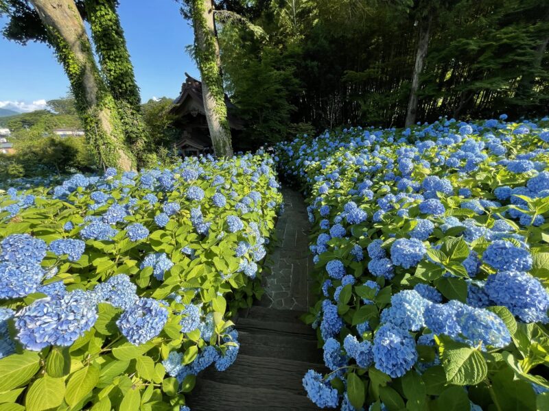 北浦 雲昌寺のあじさい