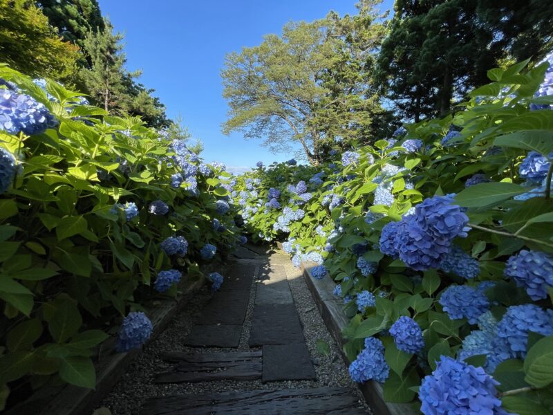 北浦 雲昌寺のあじさい