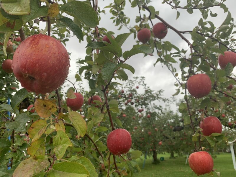 弘前市りんご公園