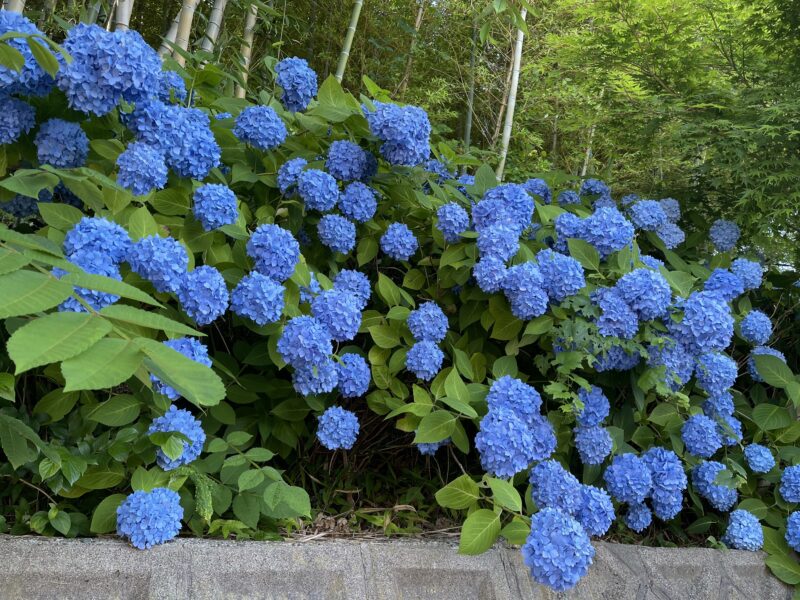 道路脇のあじさい