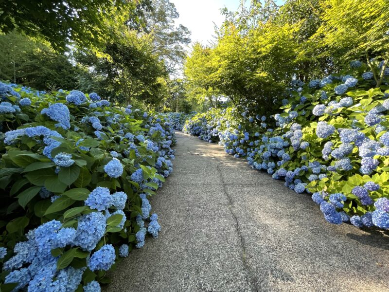 北浦 雲昌寺のあじさい