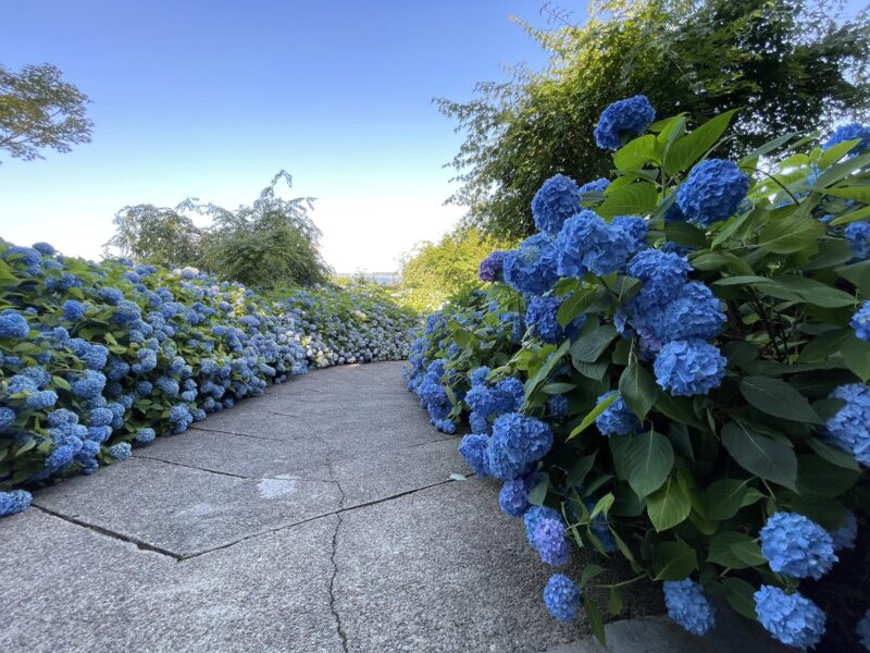 北浦 雲昌寺のあじさい