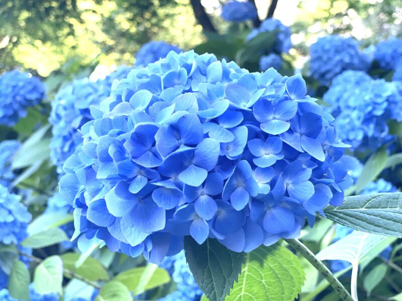 北浦 雲昌寺のあじさい