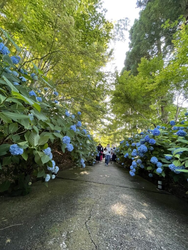 北浦 雲昌寺のあじさい