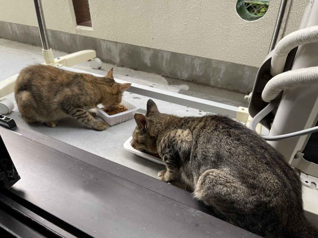 オビちゃんとグイちゃん