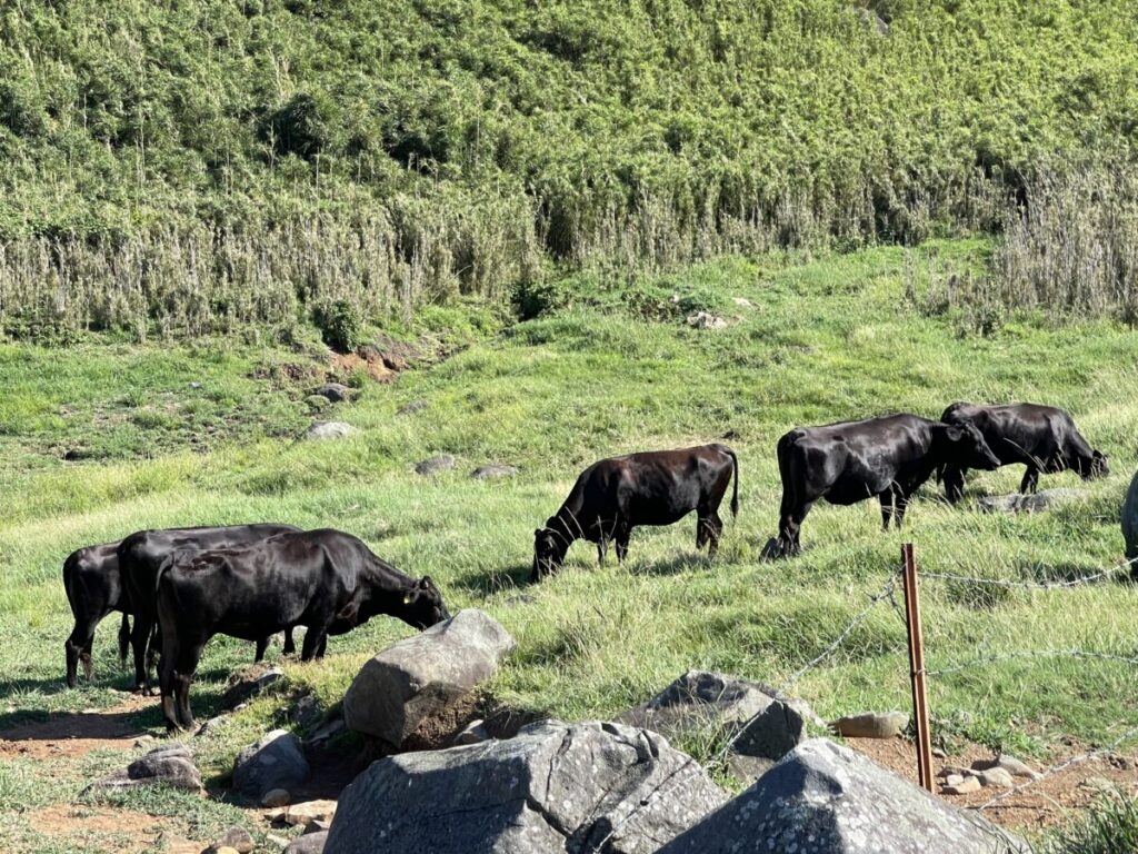 黒毛和牛（みしま牛）