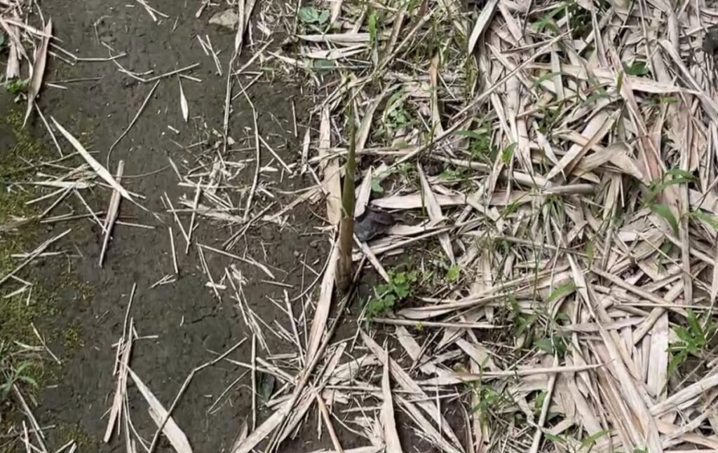 黒島の竹林に生えてたたけのこ