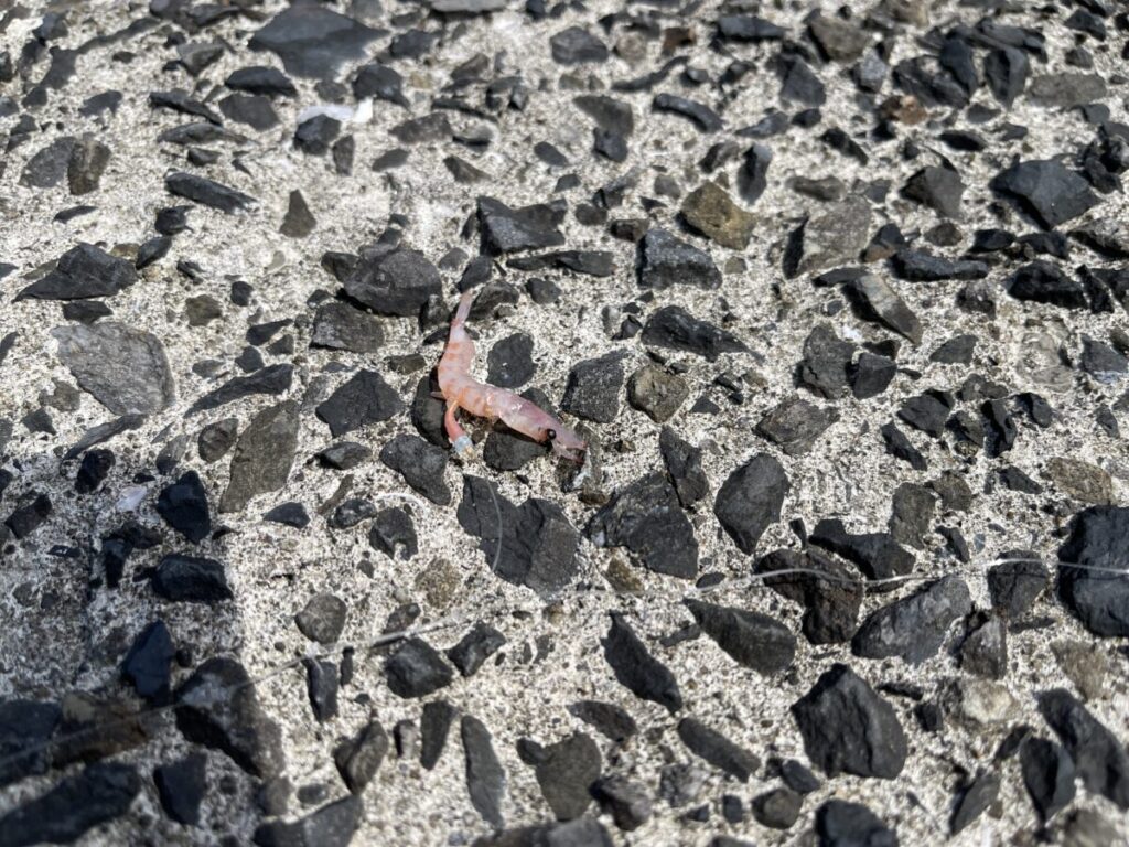 サビキにさらにつけ餌を