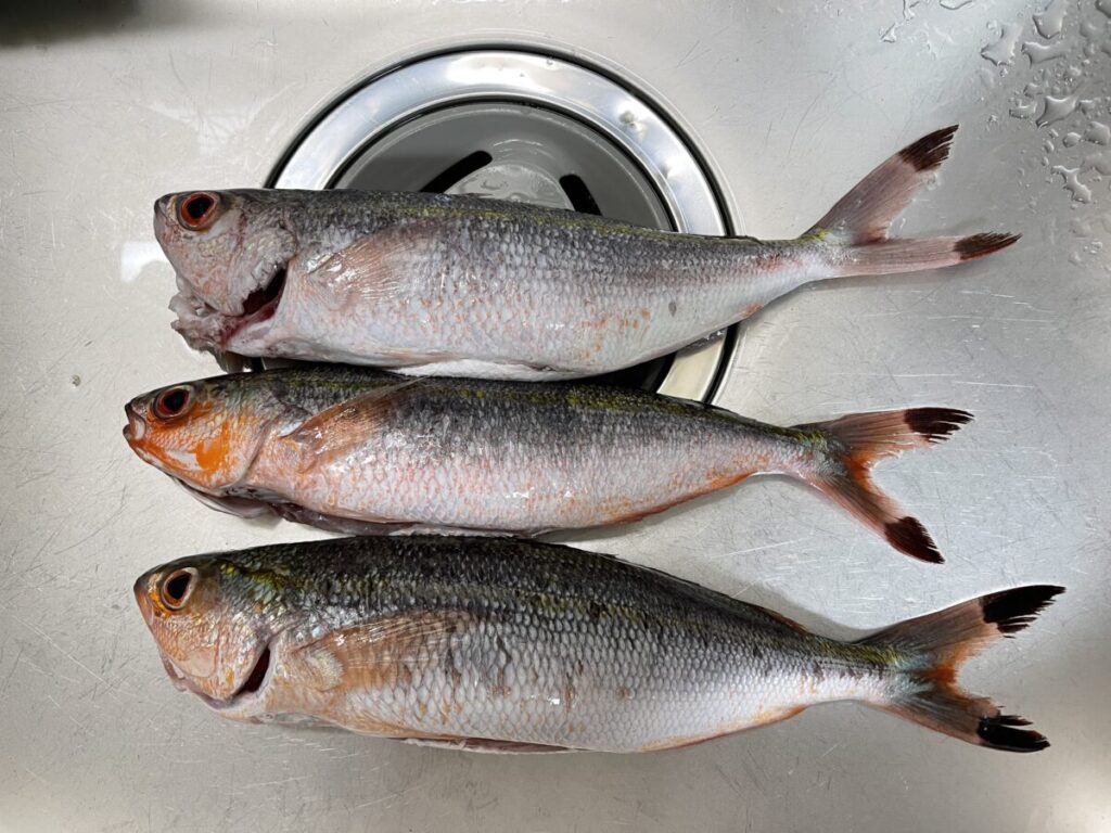 下処理済みのグルクン