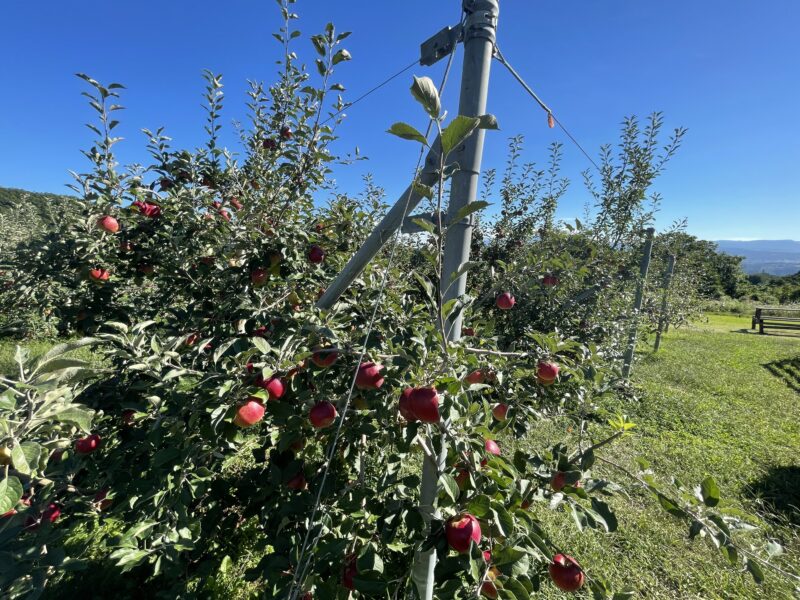 りんごの木