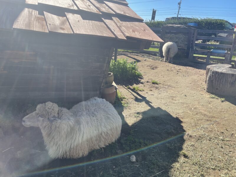 本店前にある羊小屋